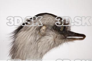 Emus head photo reference 0054